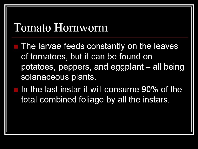 Tomato Hornworm The larvae feeds constantly on the leaves of tomatoes, but it can